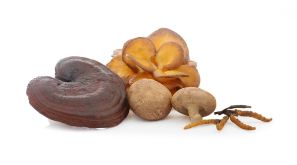 Best supplier for medicinal mushrooms: Mycotrition GmbH